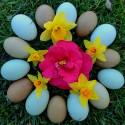 Oeufs colorés Easter eggs