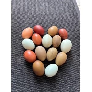 Panier d’œuf coloré 