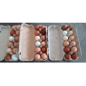 palette d'œufs mélangés