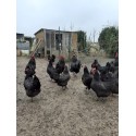 œufs à couver Australorp noir