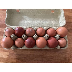 Oeufs à couver de Marans