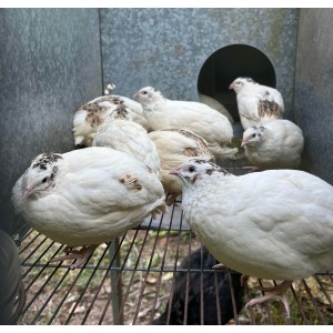 Œuf fécondés Caille blanche