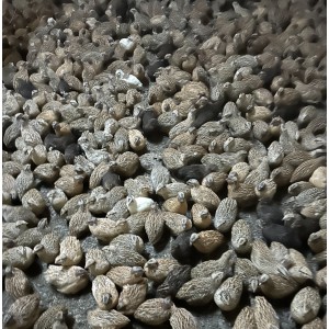 Lot de 24 œufs de caille fécondé