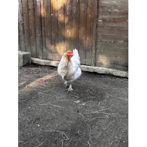 Poulette olive egger