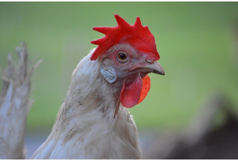 Comment choisir ses premières races de poules ?