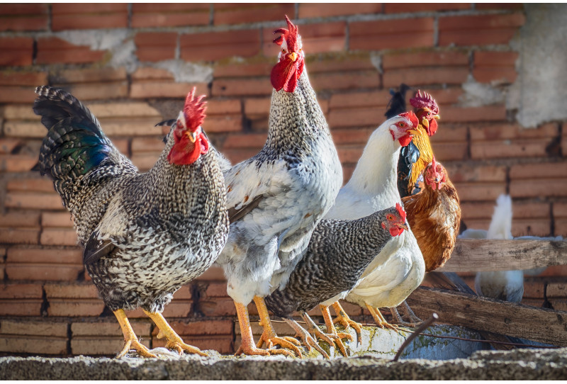 Choisir un poulailler pour 4 à 6 poules : guide d'achat pour bien